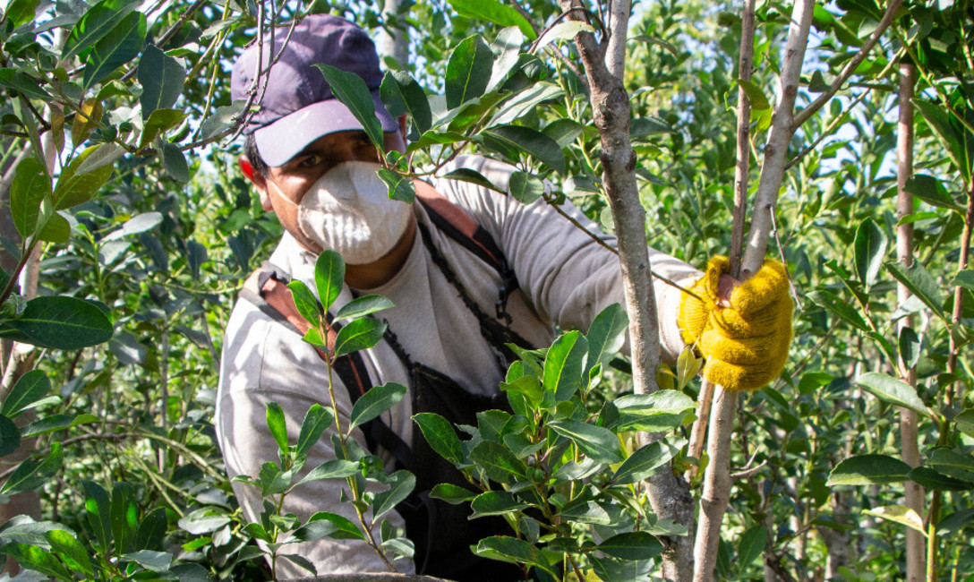 Imagen de C&oacute;mo solicitar el kit de seguridad para tareferos