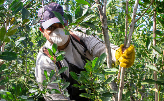 Imagen de Cómo solicitar el kit de seguridad para tareferos