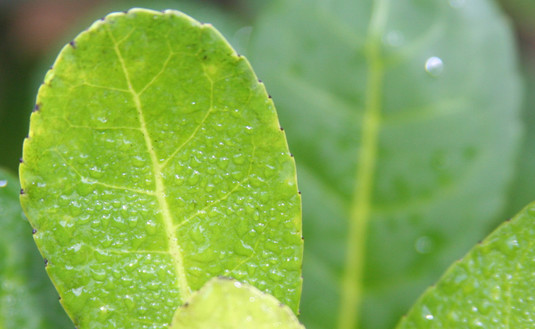 Imagen de Asumieron los nuevos Directores por la Producción y la Industria