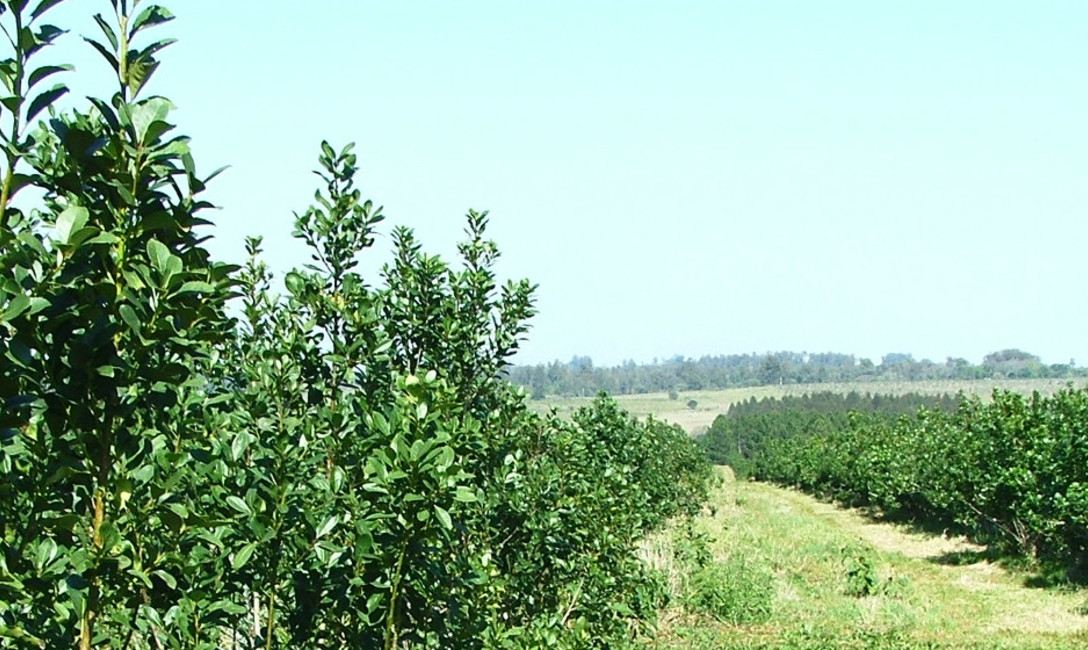 Imagen de Iniciaremos acciones para relevar las plantaciones de yerba mate Imagen de Iniciaremos acciones para relevar las plantaciones de yerba mate