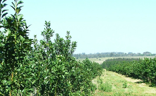 Imagen de Iniciaremos acciones para relevar las plantaciones de yerba mate