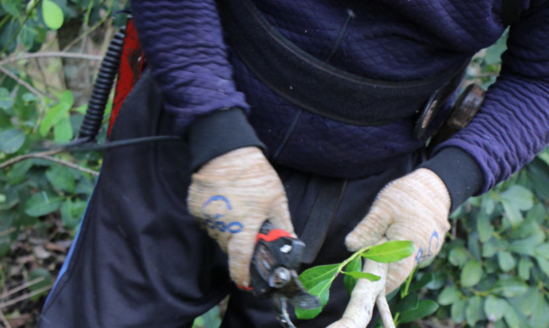 Tarefero es la persona que realiza la tarefa o cosecha de yerba mate, en Misiones y Nordeste de Corrientes, Argentina. Tarefero es la persona que realiza la tarefa o cosecha de yerba mate, en Misiones y Nordeste de Corrientes, Argentina.