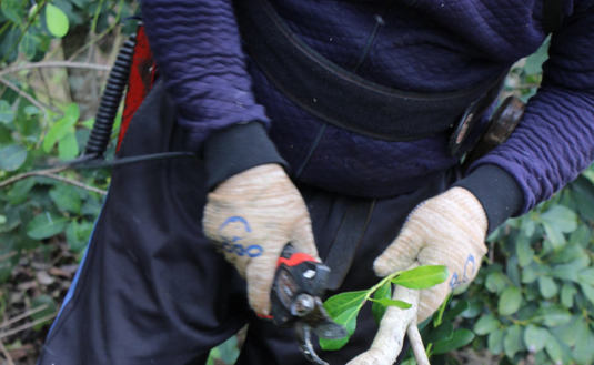 Tarefero es la persona que realiza la tarefa o cosecha de yerba mate, en Misiones y Nordeste de Corrientes, Argentina.