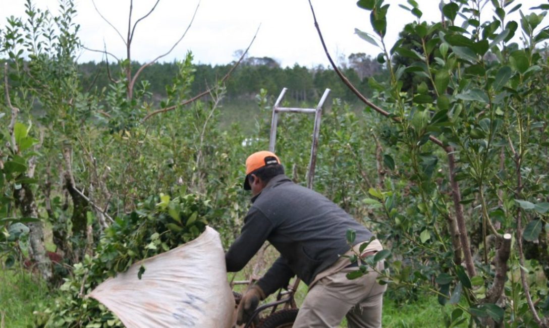 Los carritos facilitan el transporte de las hojas verdes de yerba mate. Los carritos facilitan el transporte de las hojas verdes de yerba mate.