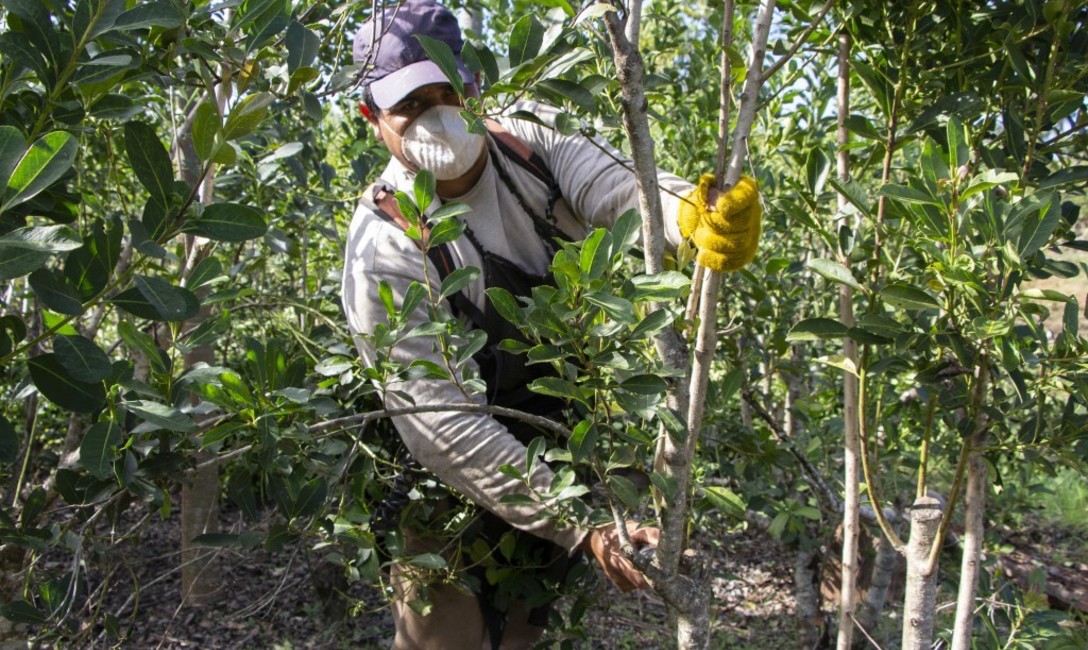 Los productores pueden solicitar camisas y pantalones de trabajo para sus cosecheros. Los productores pueden solicitar camisas y pantalones de trabajo para sus cosecheros.