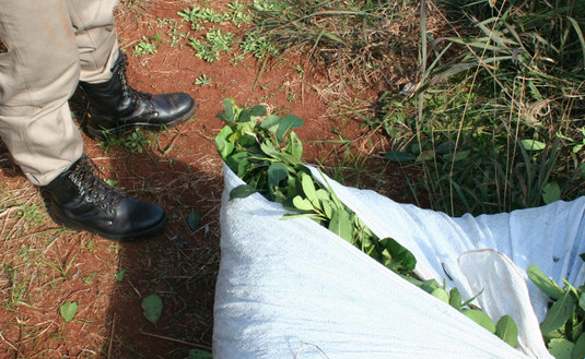 Imagen de Continúa la entrega de kits sanitarios para tareferos