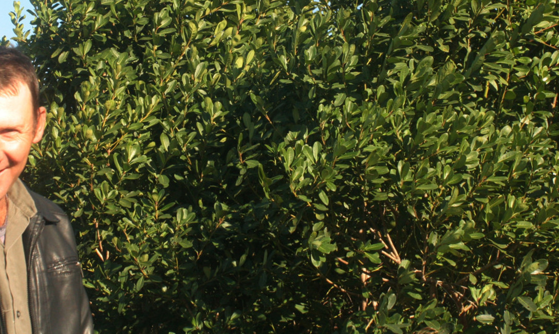 Imagen de Excelentes cosechas, el resultado del Programa de Renovación de Yerbales Imagen de Excelentes cosechas, el resultado del Programa de Renovación de Yerbales