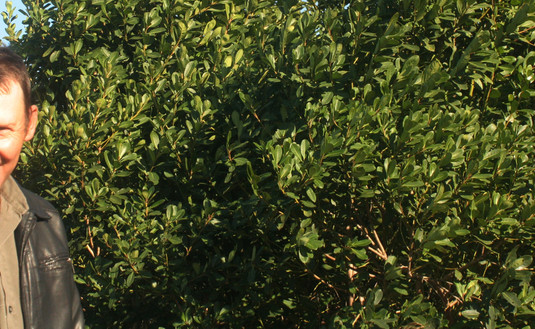 Imagen de Excelentes cosechas, el resultado del Programa de Renovación de Yerbales