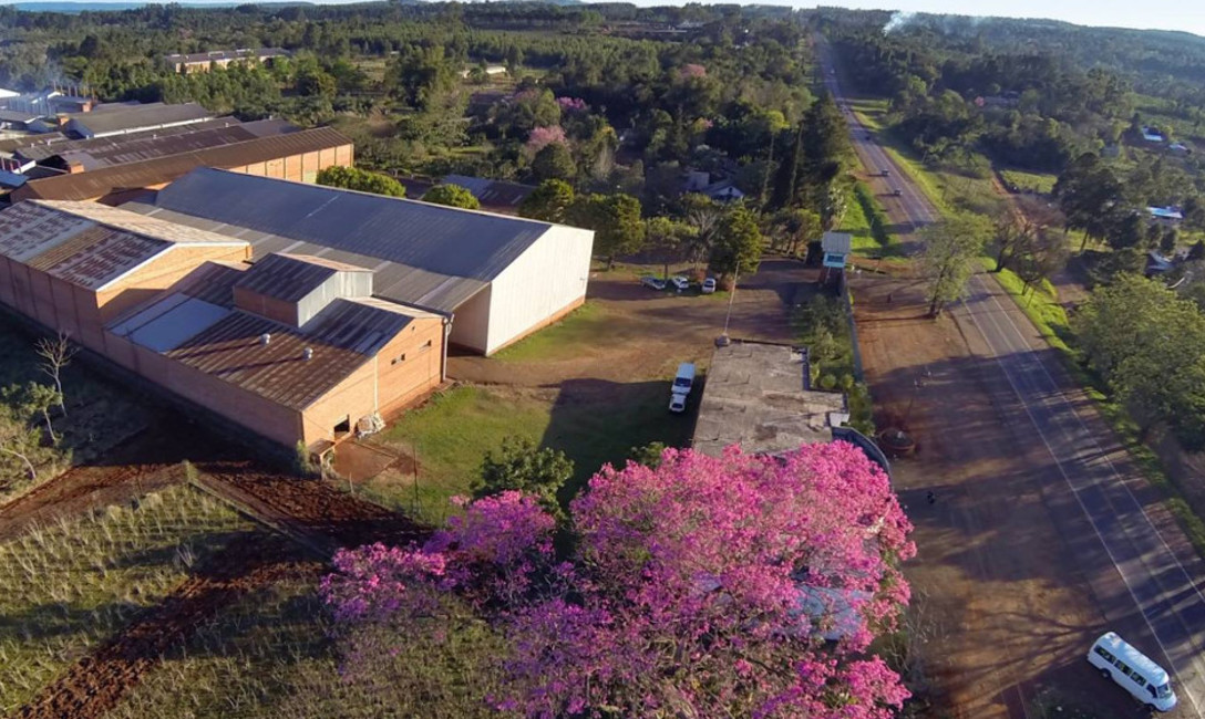 Imagen de El sector yerbatero mantiene la calidad para abastecer a los consumidores Imagen de El sector yerbatero mantiene la calidad para abastecer a los consumidores