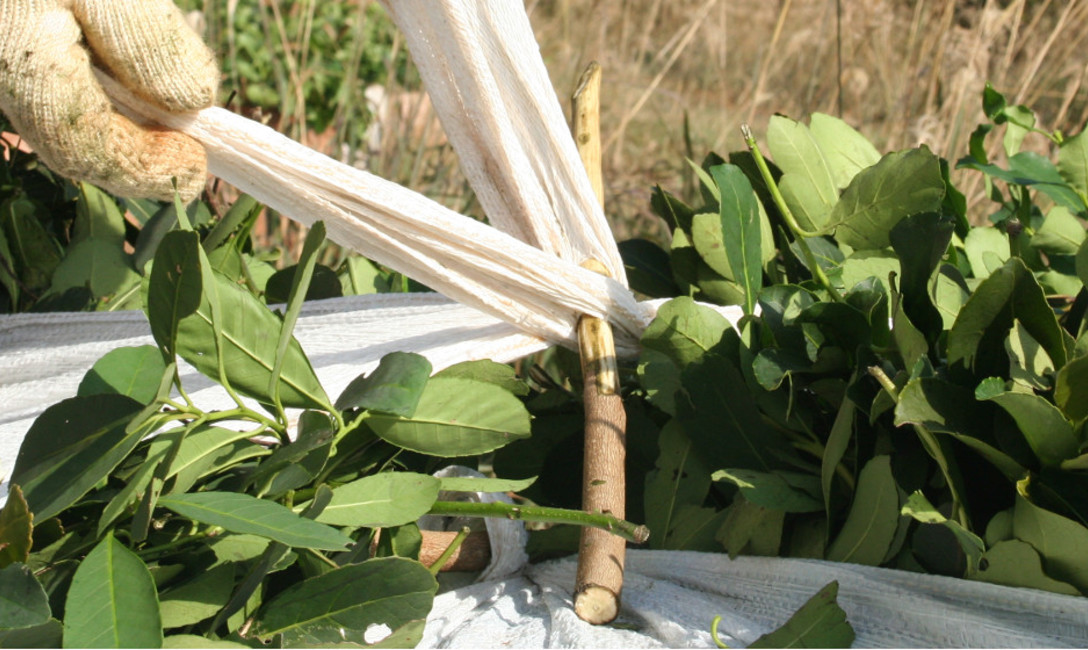 Imagen de Tiempo de cosecha: normas para cuidar la calidad y el traslado de hoja verde Imagen de Tiempo de cosecha: normas para cuidar la calidad y el traslado de hoja verde