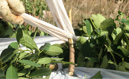 Imagen de Tiempo de cosecha: normas para cuidar la calidad y el traslado de hoja verde
