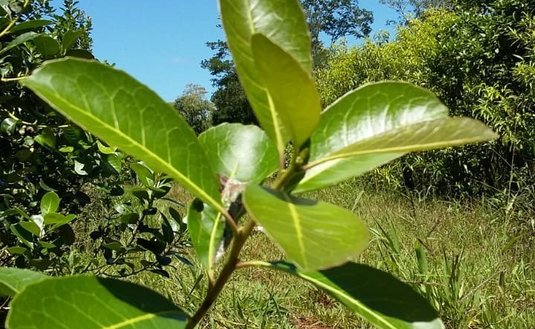 Imagen de Cumplimos 18 años de servicios al sector yerbatero