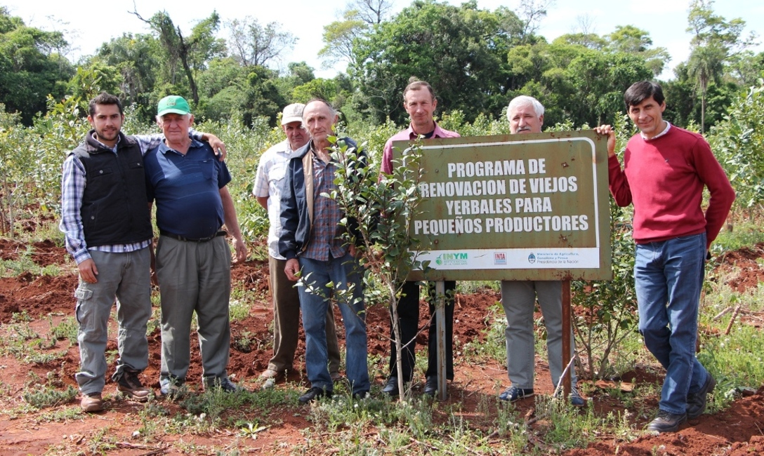 Imagen de Buenas cosechas a 8 a&ntilde;os del Programa de Renovaci&oacute;n de Viejos Yerbales