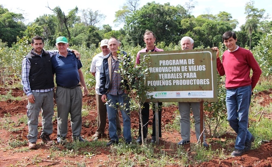Imagen de Buenas cosechas a 8 años del Programa de Renovación de Viejos Yerbales