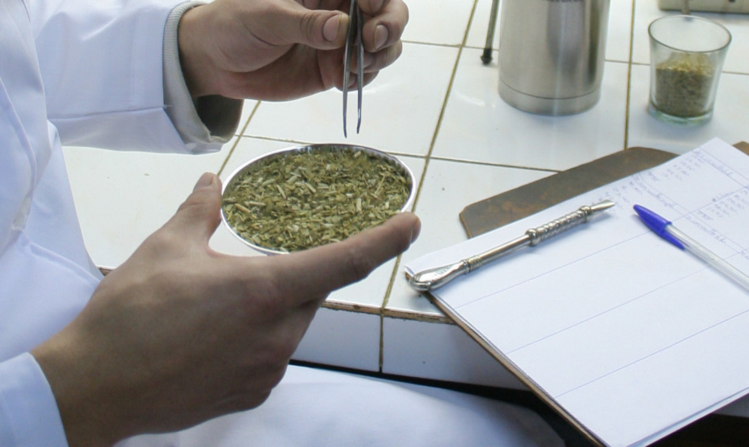 Imagen de Emitiremos un certificado para preservar la calidad de la yerba mate