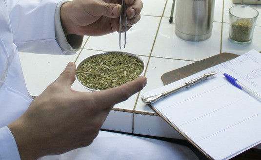 Imagen de Emitiremos un certificado para preservar la calidad de la yerba mate
