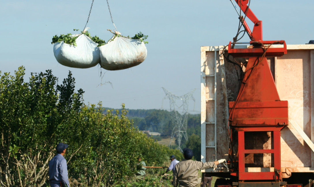Imagen de Programas del INYM generan mejores condiciones de trabajo y yerbales más eficientes Imagen de Programas del INYM generan mejores condiciones de trabajo y yerbales más eficientes
