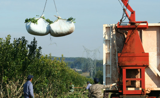 Imagen de Programas del INYM generan mejores condiciones de trabajo y yerbales más eficientes