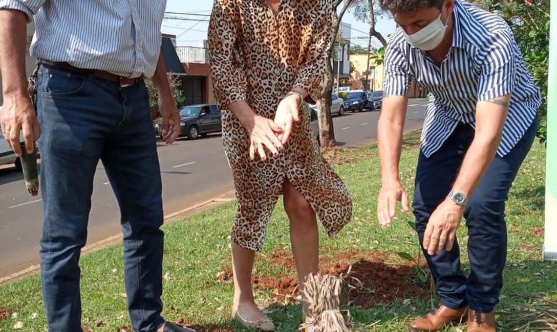 Imagen de “La Yerba Mate es el gran árbol de la tierra colorada” Imagen de “La Yerba Mate es el gran árbol de la tierra colorada”