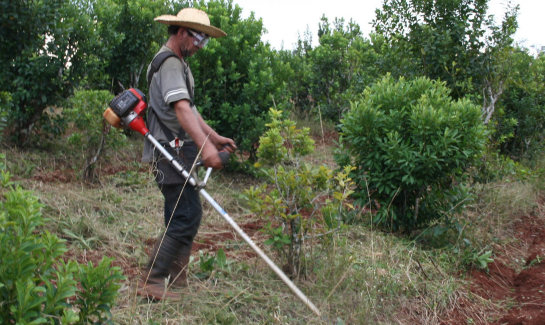 Imagen de Nuevo programa facilita acceso a herramientas y genera trabajo para tareferos Imagen de Nuevo programa facilita acceso a herramientas y genera trabajo para tareferos