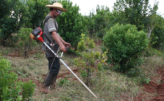 Imagen de Nuevo programa facilita acceso a herramientas y genera trabajo para tareferos