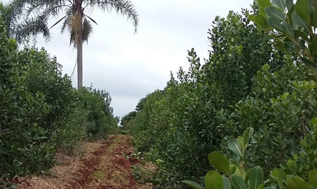 Imagen de “Es tiempo de invertir en el yerbal” Imagen de “Es tiempo de invertir en el yerbal”