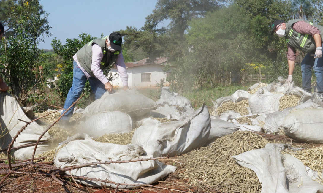 Imagen de Inutilizamos carga de palitos de yerba mate intervenidos en General Urquiza Imagen de Inutilizamos carga de palitos de yerba mate intervenidos en General Urquiza
