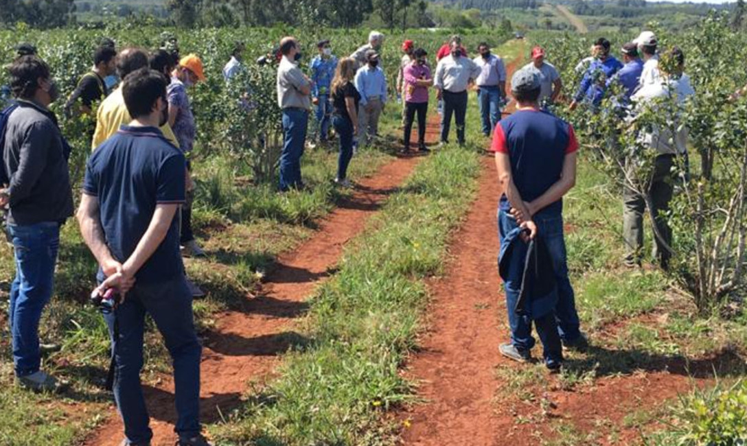 Intercambio de saberes: tareferos y técnicos potencian sus conocimientos. Intercambio de saberes: tareferos y técnicos potencian sus conocimientos.