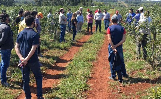 Intercambio de saberes: tareferos y técnicos potencian sus conocimientos.