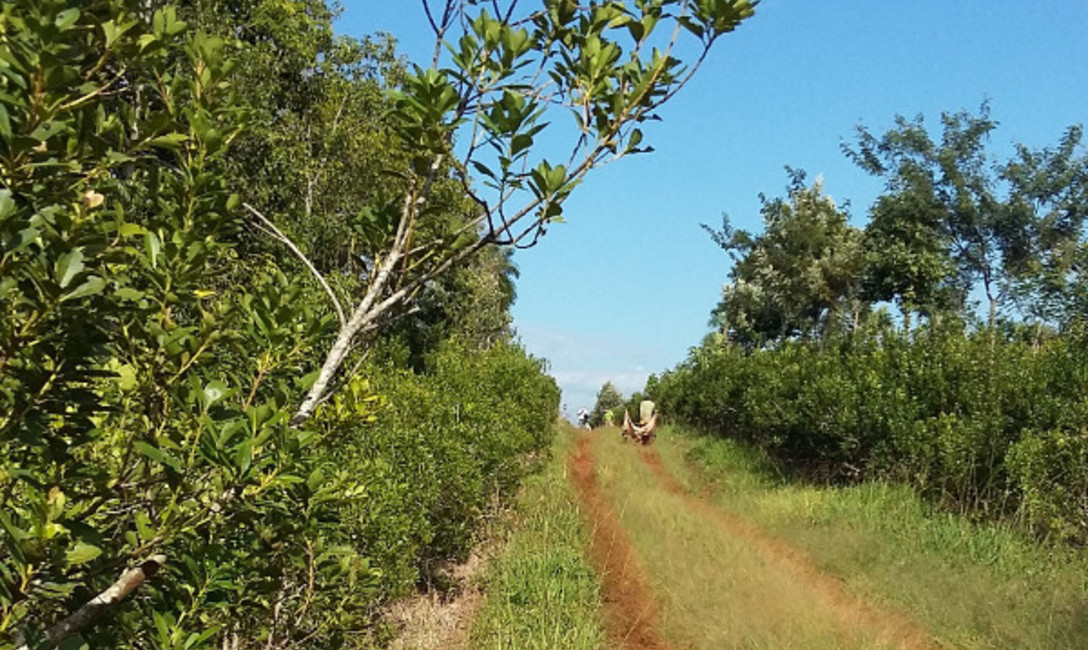 Cuidar la planta, cuidar el suelo Cuidar la planta, cuidar el suelo