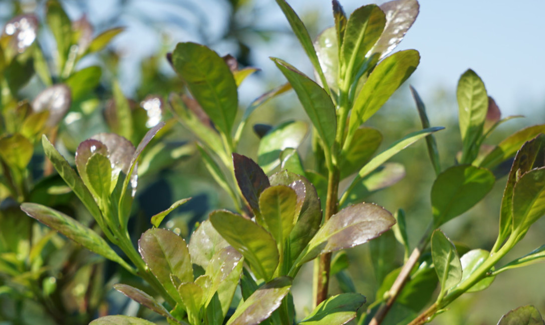 Imagen de En octubre y noviembre rige la suspensi&oacute;n de cosecha y secanza de yerba mate