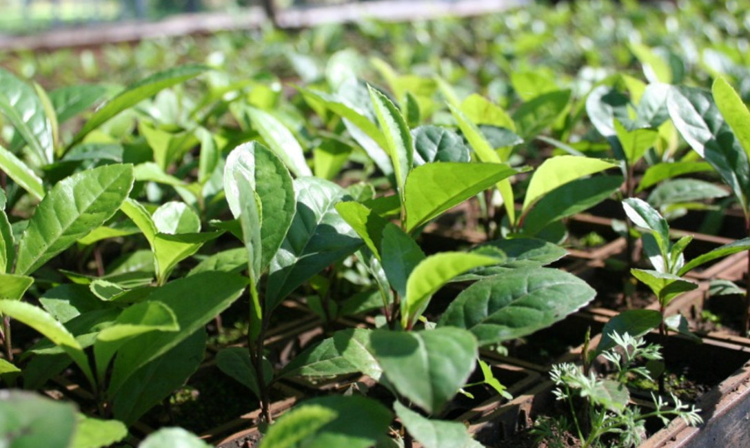 Imagen de Se aprobó la continuidad del Convenio Marco de Cooperación Técnica con el INTA Imagen de Se aprobó la continuidad del Convenio Marco de Cooperación Técnica con el INTA