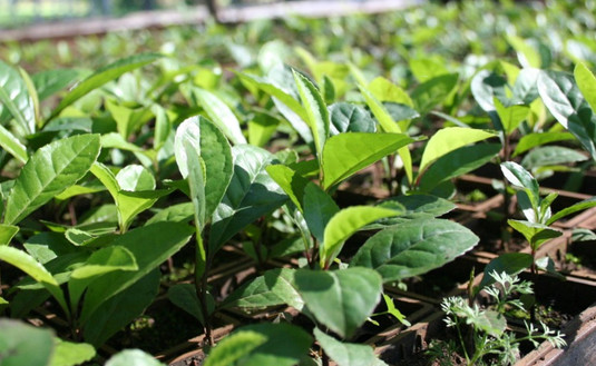 Imagen de Se aprobó la continuidad del Convenio Marco de Cooperación Técnica con el INTA