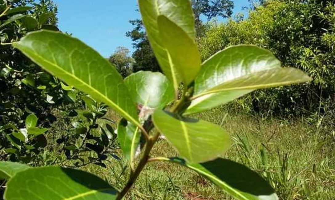 Las condiciones climáticas actuales y las previstas para los próximos meses, hacen propicio el escenario para incendios. Las condiciones climáticas actuales y las previstas para los próximos meses, hacen propicio el escenario para incendios.