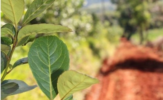 Actividad distributiva: los beneficios llegan a muchas familias