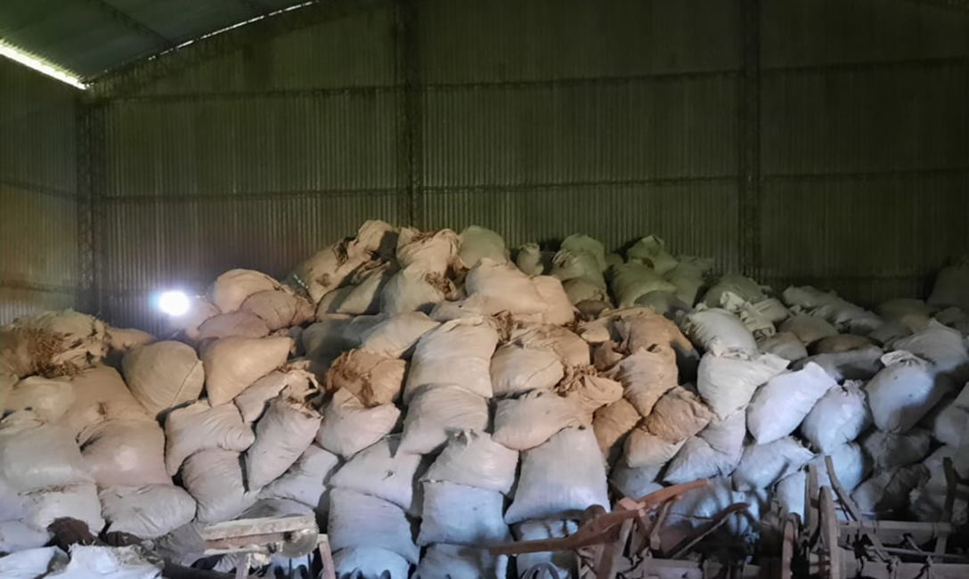 Imagen de Más palos de yerba intervenidos por el INYM Imagen de Más palos de yerba intervenidos por el INYM