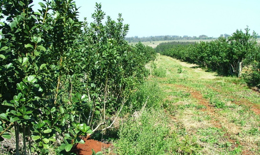 Imagen de Recomendamos utilizar productos fitosanitarios autorizados por SENASA Imagen de Recomendamos utilizar productos fitosanitarios autorizados por SENASA