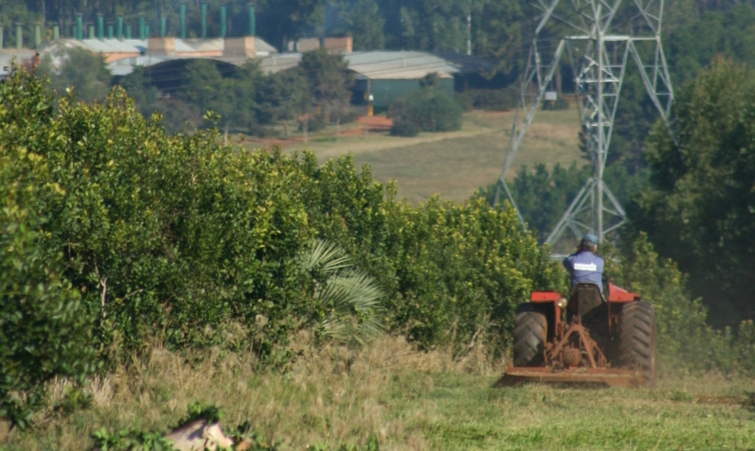 La tierra donde nace el mate: Misiones y Nordeste de Corrientes. La tierra donde nace el mate: Misiones y Nordeste de Corrientes.