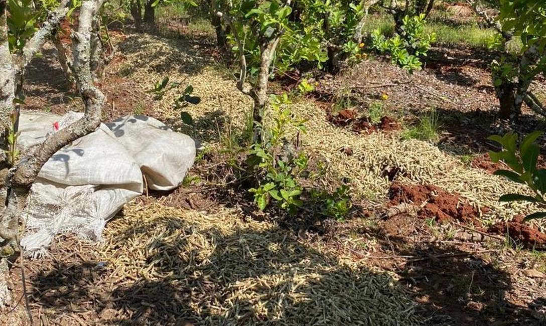 Imagen de Inutilizamos otros 60 mil kilos de palos de yerba mate