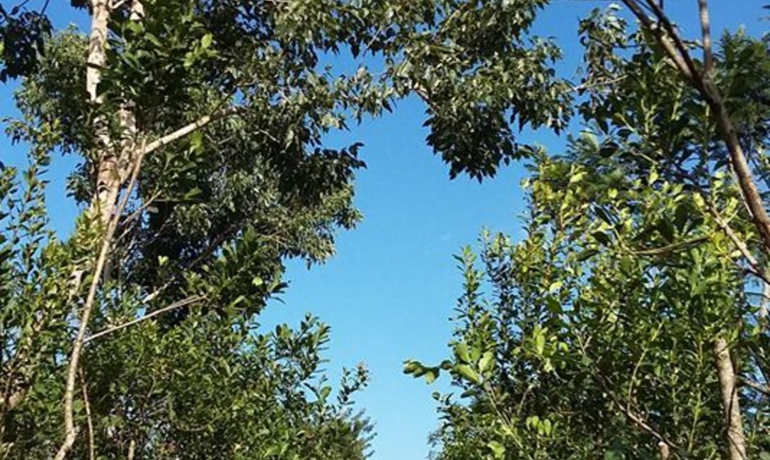 &Aacute;rboles nativos y caminos empastados, aliados para lograr una buena producci&oacute;n. foto: Cristina Besold