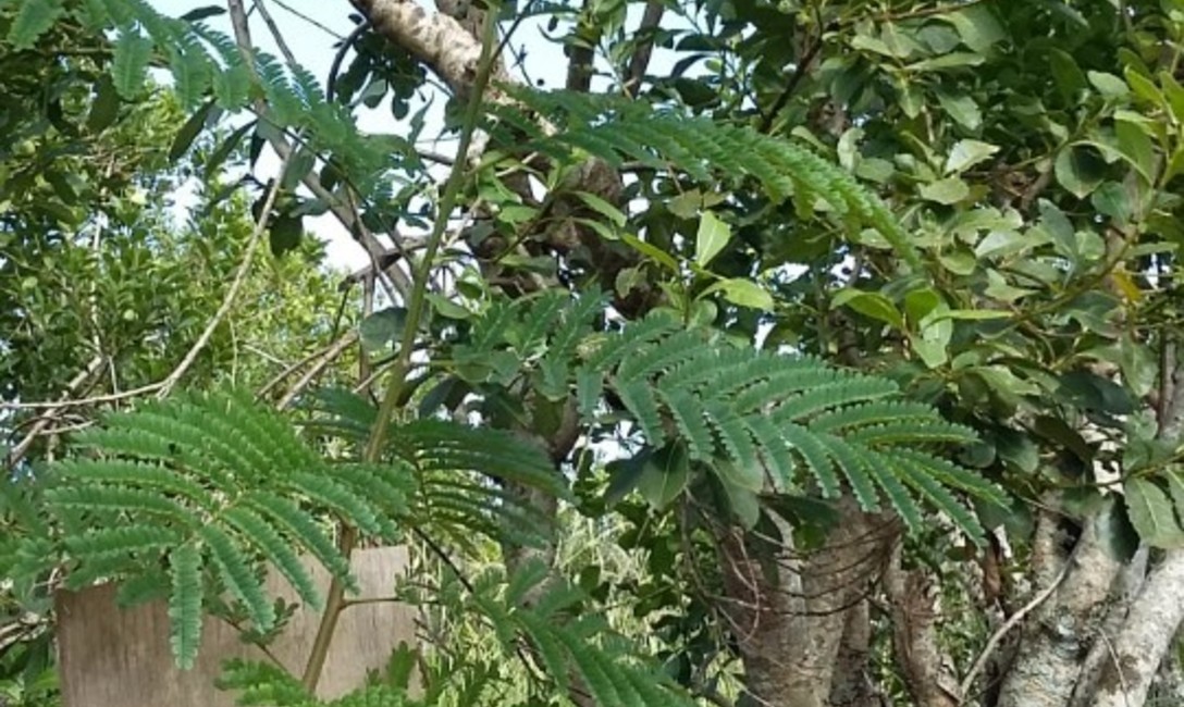 Imagen de La  yerba mate combinada con &aacute;rboles nativos es m&aacute;s resistente a la sequ&iacute;a