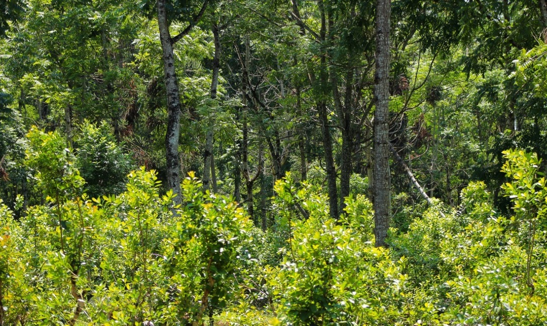 Imagen de La  yerba mate combinada con &aacute;rboles nativos es m&aacute;s resistente a la sequ&iacute;a