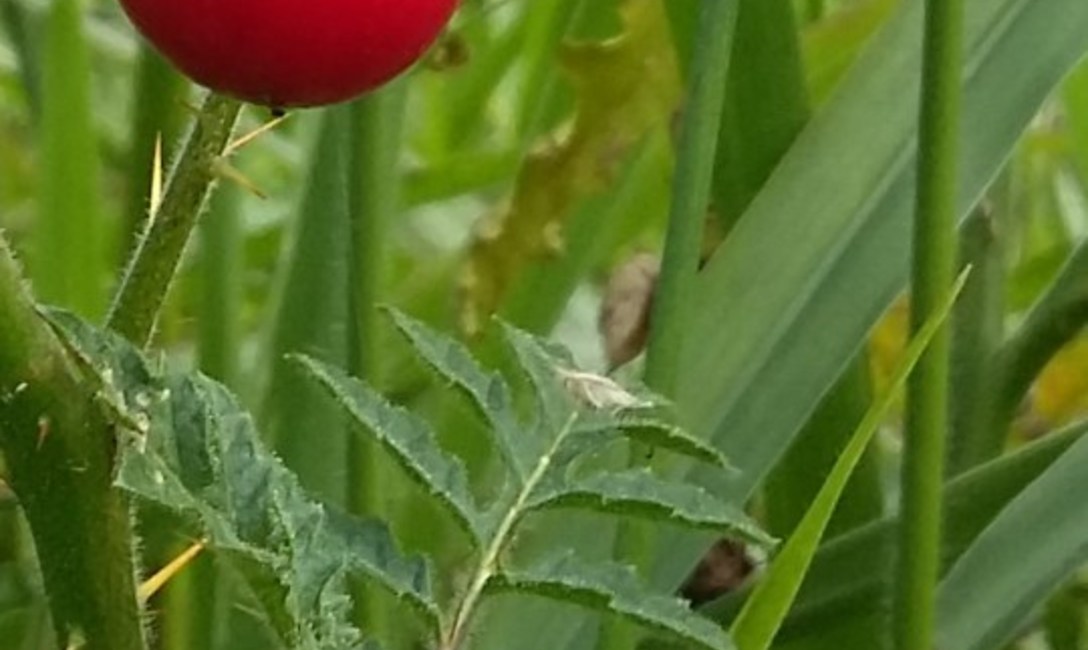 Imagen de La  yerba mate combinada con &aacute;rboles nativos es m&aacute;s resistente a la sequ&iacute;a
