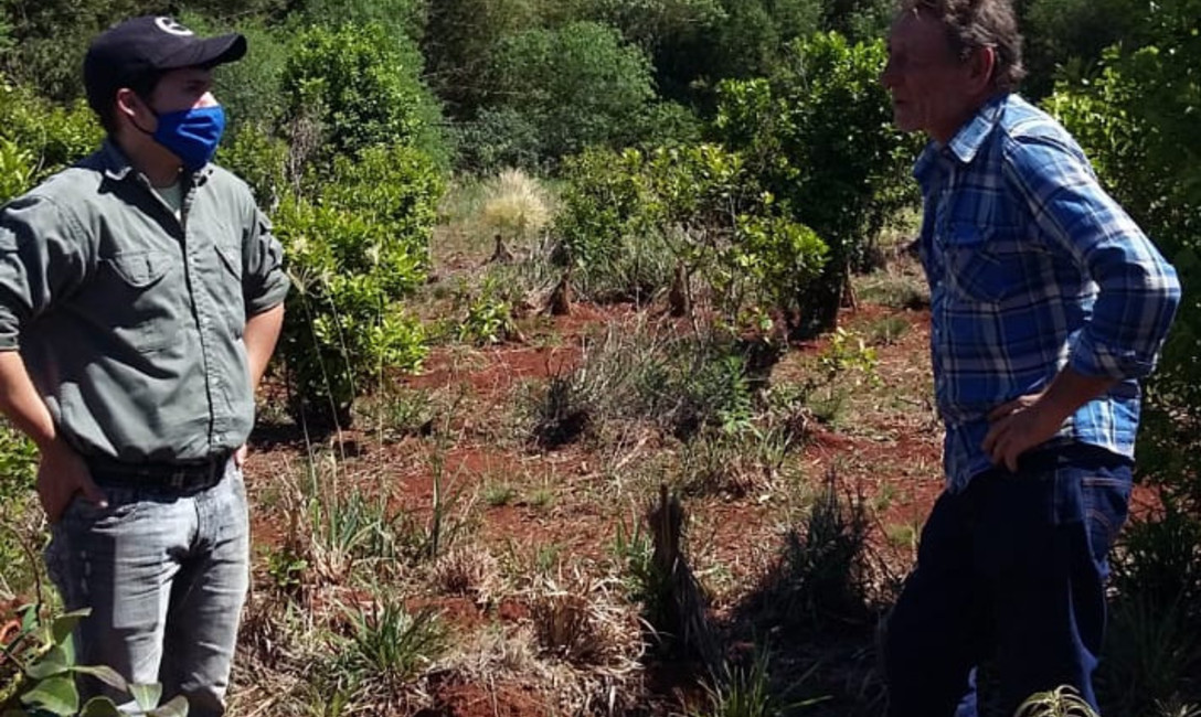 El ténico Daniel Rivero y Héctor Poterala, evalúan cómo mejorar el yerbal.