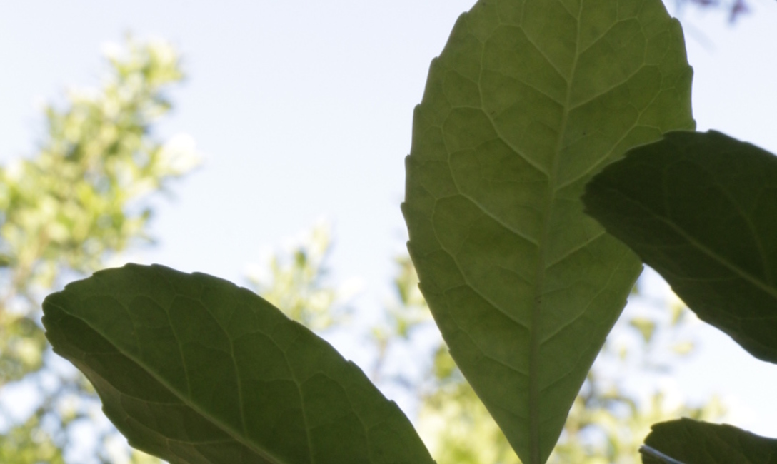 Imagen de Se reitera: plantas de acopio de hoja verde deber&aacute;n estar inscriptas en el INYM