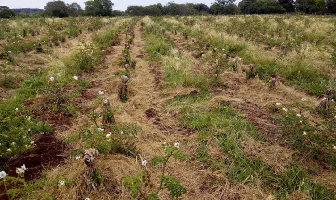 Material vegetal seco en los l&iacute;neos donde est&aacute; plantada la yerba, y cubierta verde en los entre l&iacute;neos. Noviembre 2020. Foto: Foto: &Aacute;rea T&eacute;cnica del INYM.