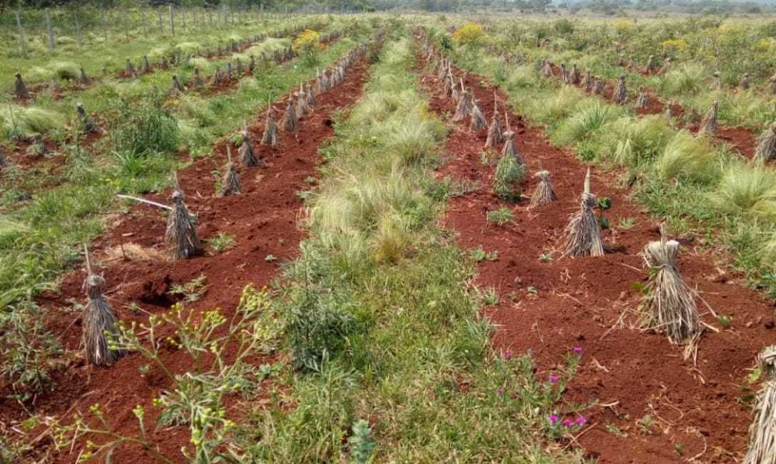 Suelo descubierto en los líneos de la yerba, previo a la técnica del mulching. Octubre 2020. Foto: Área Técnica del INYM.