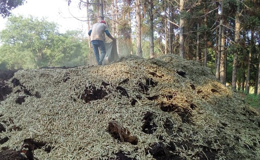 Imagen de Nuevos operativos de intervención e inutilización de palitos de yerba mate
