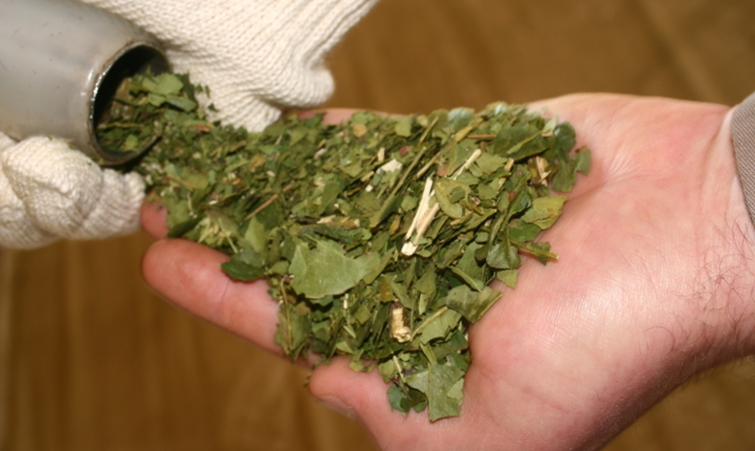 Imagen de El INYM controlará la calidad de la yerba canchada importada Imagen de El INYM controlará la calidad de la yerba canchada importada