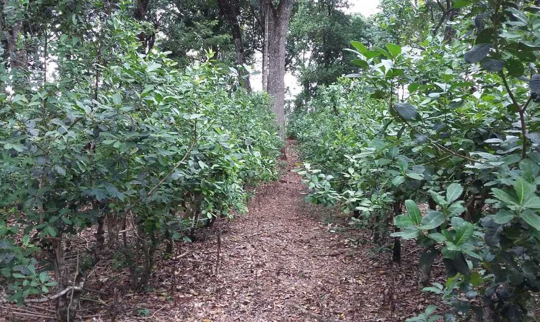Imagen de Capacitaci&oacute;n sobre producci&oacute;n de yerba mate combinada con otros &aacute;rboles nativos